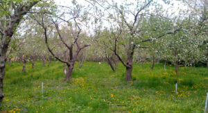 Garden of Goodness orchard