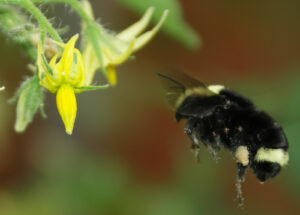 yellow-faced bumble bee approaching tomato flower.