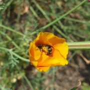 Sweat bee foraging in California poppy.