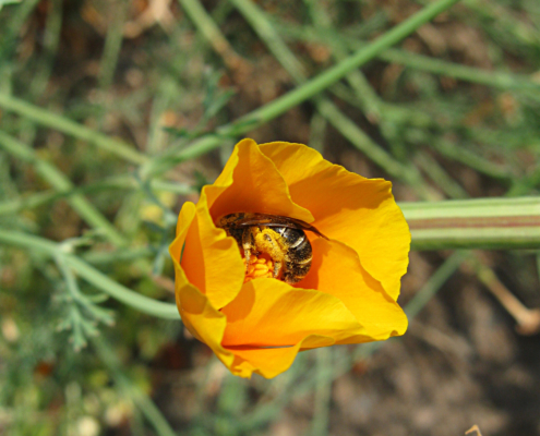 Sweat bee foraging in California poppy.
