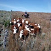 Cattle grazing in Colorado