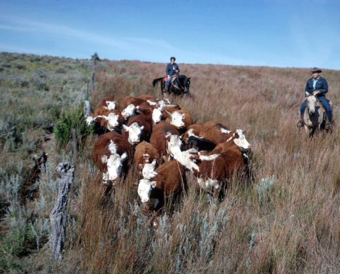 Cattle grazing in Colorado