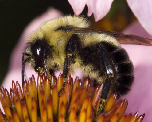 Common eastern bumble bee netaring on purple coneflower