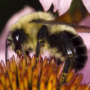 Common eastern bumble bee netaring on purple coneflower