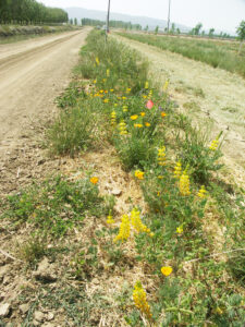 Trackside wildflowers