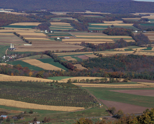 Hedgerow and woodlots close to fields