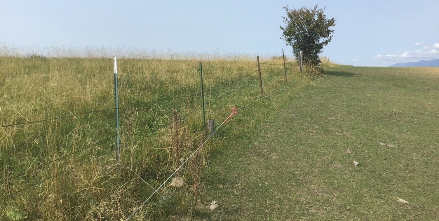Fenceline contrast showing a properly grazed pasture on the left and an overgrazed pasture on the right