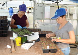 Workers at Peace Farm Organics pot up tomato seedlings