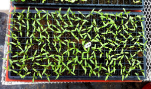 germinating seeds