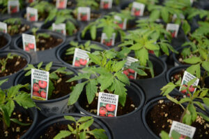 Tomato transplants growing in organic media