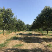 alleycropping system with orchard trees in rows and a crop growing between them