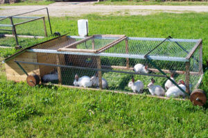 An example of a movable outdoor pen designed for forage.