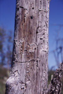 snag with bee nests