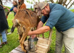 Goat milking Photo courtesy Scott McClenahan