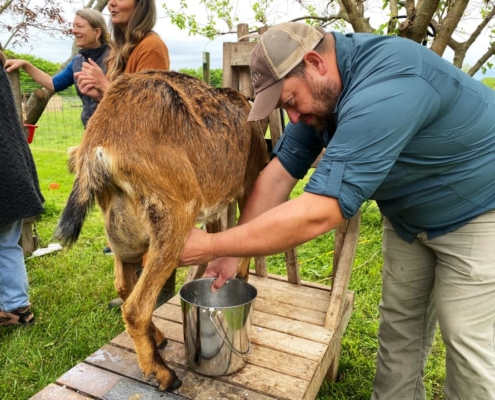 Goat milking Photo courtesy Scott McClenahan