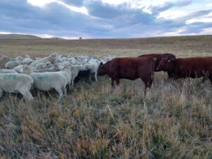 sheep and cattle on Lair Ranch