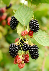 u-pick blackberries