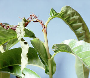 Oriental fruit moth damage to twig