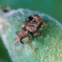 Plum Curculio