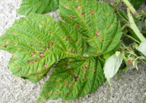 raspberry leaf spot 
