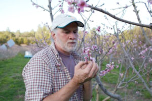 Carl Rosato in his California peach orchard