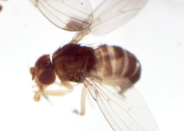spotted wing drosophila (Drosophila suzukii) adults