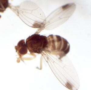 adultos de Drosophila suzukii (Drosophila suzukii)