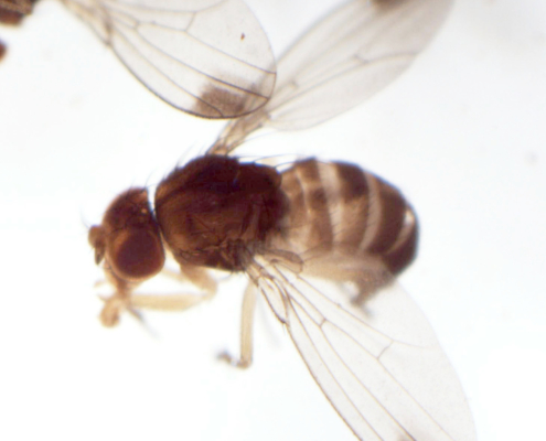 spotted wing drosophila (Drosophila suzukii) adults