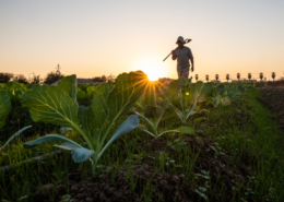 silhouetted farmer walking through produce field carrying a tool