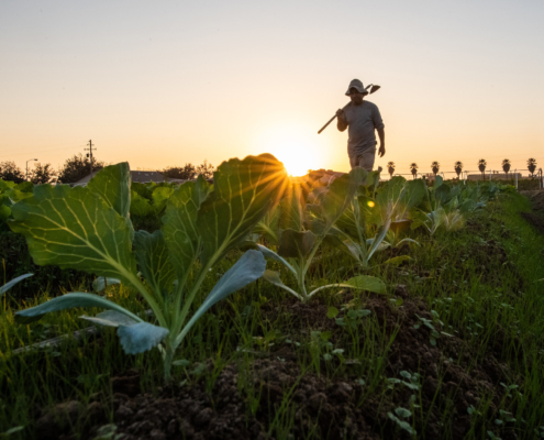 silhouetted farmer walking through produce field carrying a tool