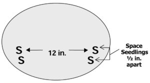Figura 5. Montículo de calabaza Hidatsa