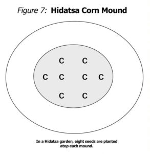 Figura 7. Montículo de maíz Hidatsa.