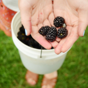 blackberries in hands