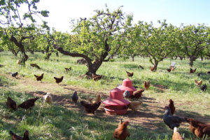 Chickens working in the orchard