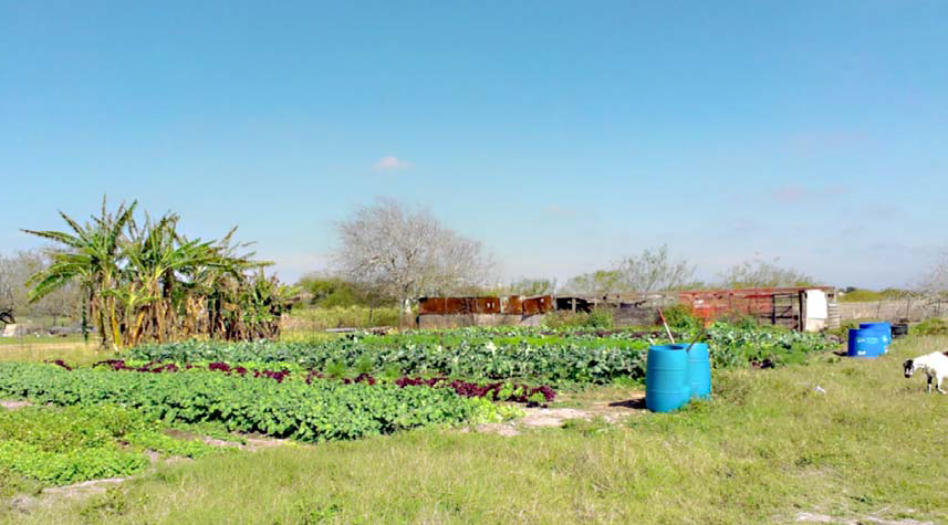 Hortalizas orgánicas que crecen en el suelo concepto de jardinería