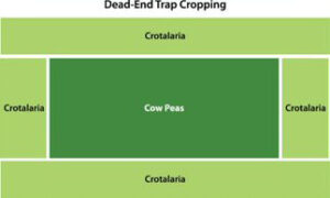 Dead-end trap cropping