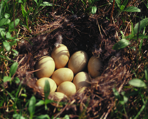 eggs in nest