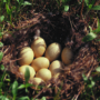 eggs in nest