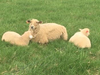 lambs and ewes in pasture