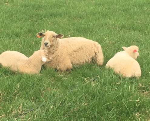 lambs and ewes in pasture