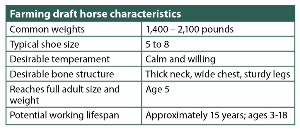 draft horse characteristics