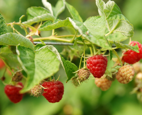 josephine raspberries