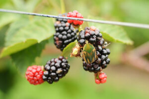 Escarabajos de junio alimentándose de frambuesas