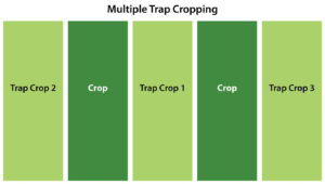 multiple trap cropping diagram