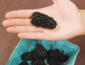 natchez blackberry