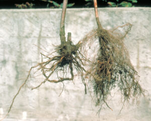 phytophthora root rot of raspberry