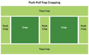 Push-pull trap cropping