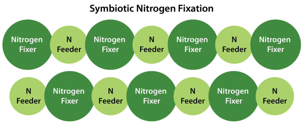 Symbiotic Nitrogen Fixation graphic