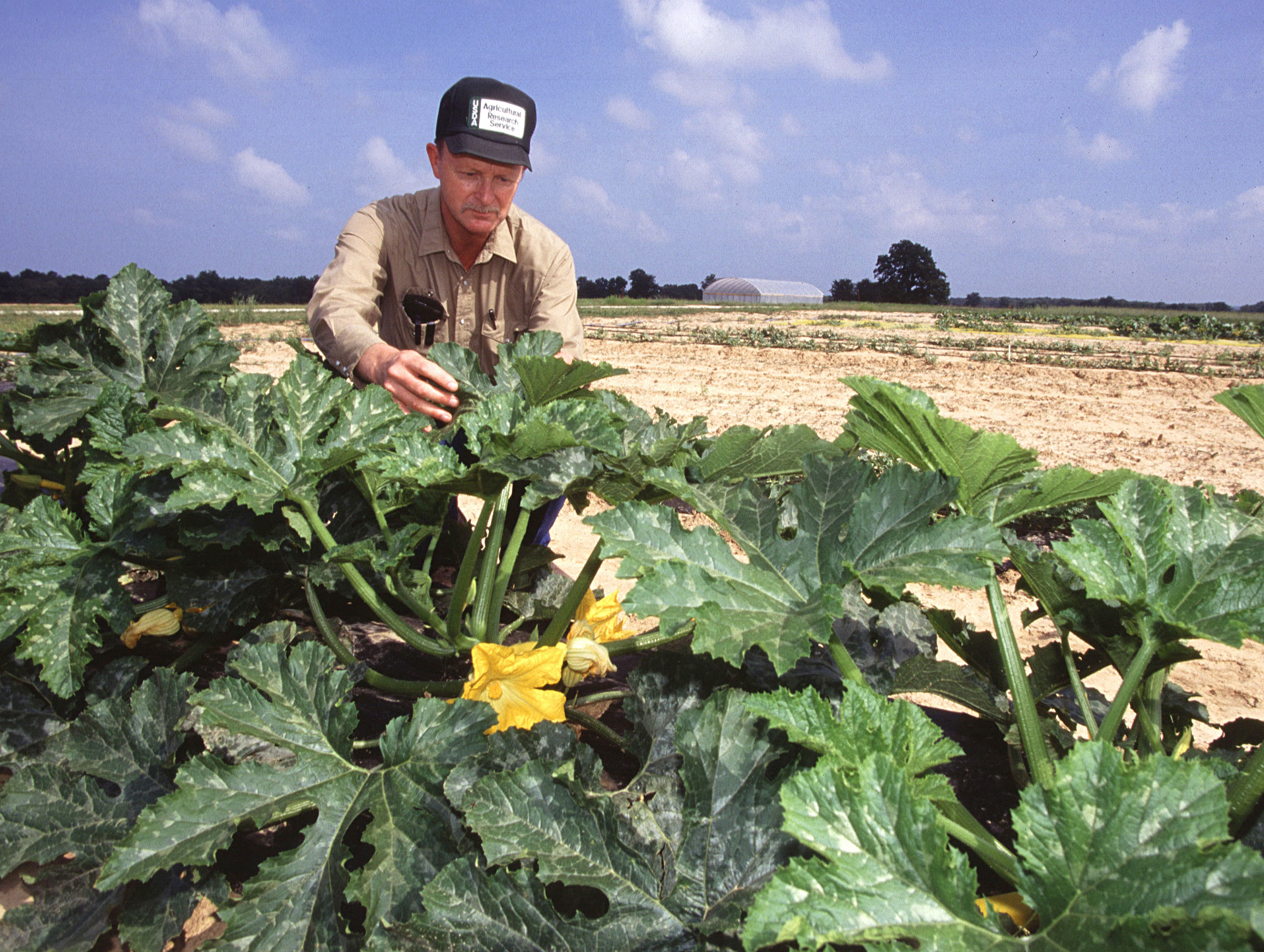 Cucumber Beetles: Organic and Biorational Integrated Pest Management –  ATTRA – Sustainable Agriculture