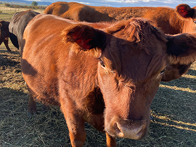 Before The Freezer: Selecting the Best Calf with Beef in Mind